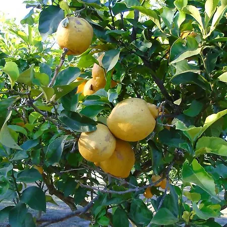 Dimaras Apartamento Vasilikí