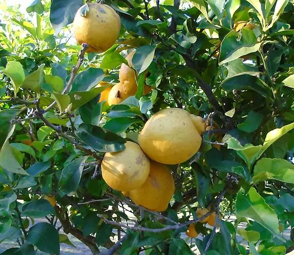 Dimaras Διαμέρισμα Ανω Βασιλικος